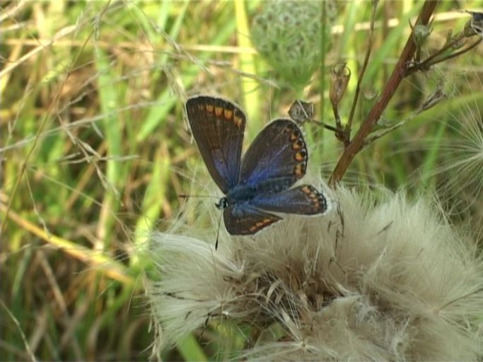 Hauhechelbläuling ( Polyommatus icarus ), Weibchen : Am Niederrhein, Biotop, 17.08.2005